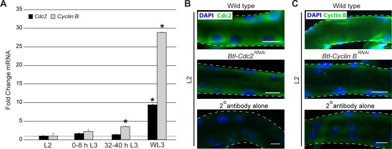 Figure 1—figure supplement 2.