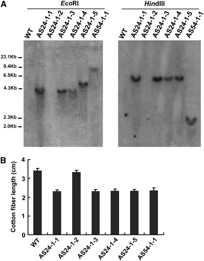 Figure 4.—