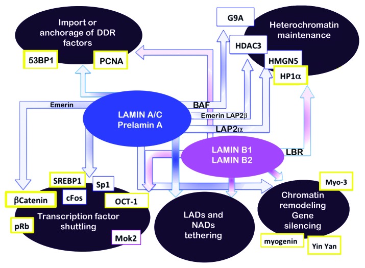 graphic file with name nucl-5-427-g5.jpg