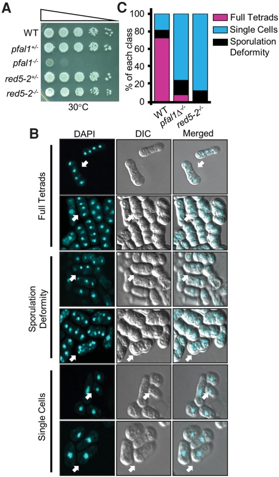 FIGURE 2.