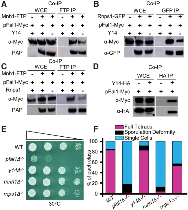 FIGURE 4.