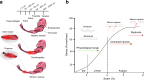 <b>FIG. 1.</b>