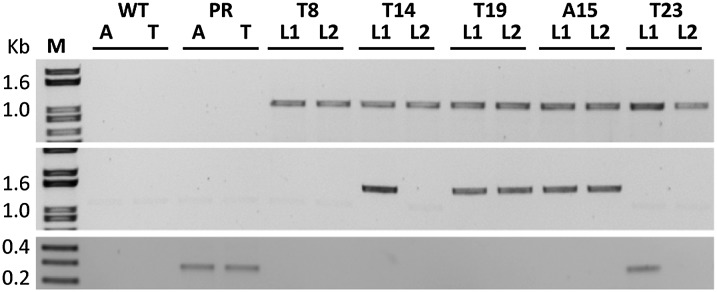 Figure 5.