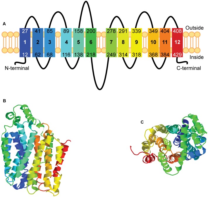 FIGURE 2