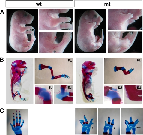 FIGURE 1.