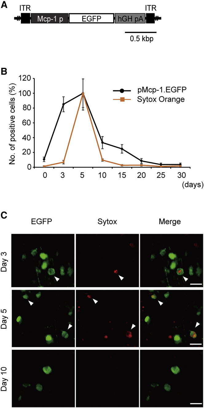 Figure 1