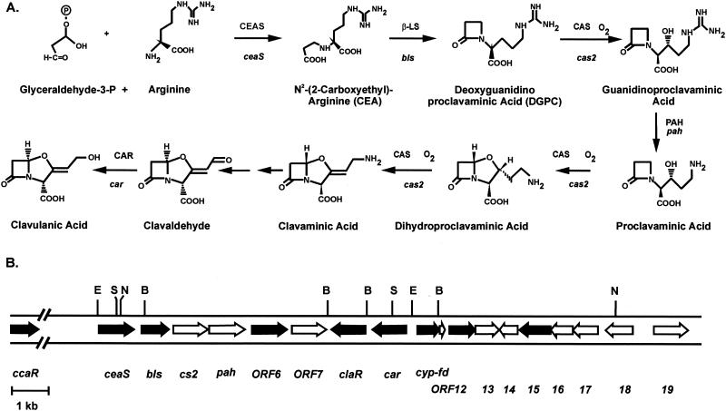 FIG. 2.