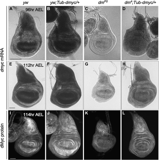 Figure 3.—