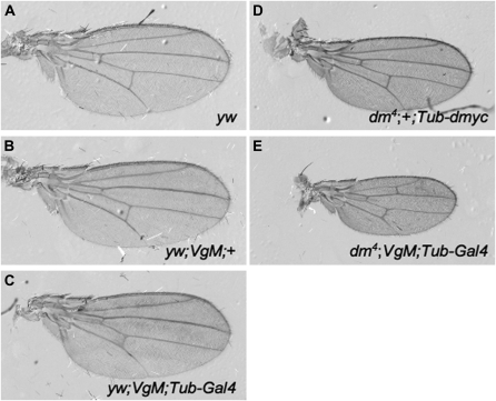 Figure 6.—