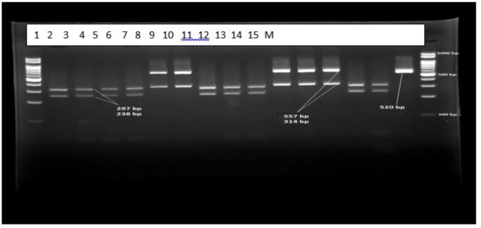 Fig. 6: