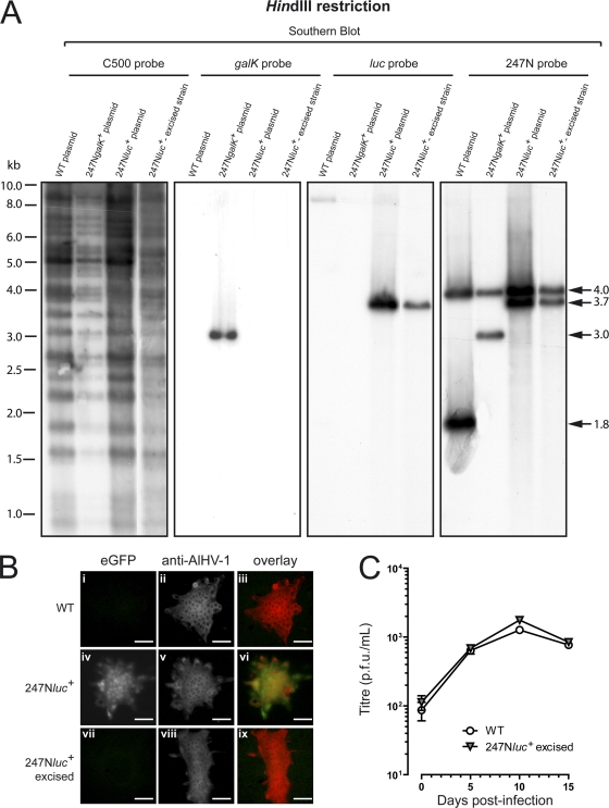 Fig. 2.