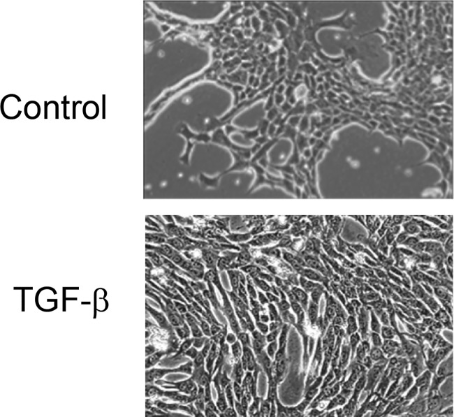 Figure 1A.