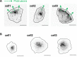 Figure 4—figure supplement 1.
