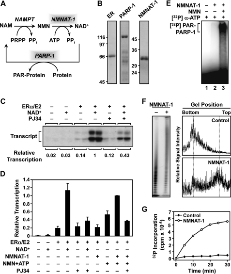 FIGURE 1.