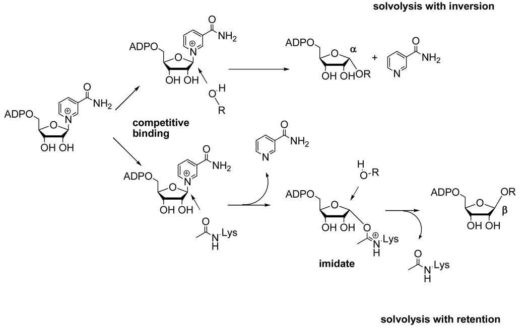 Scheme 3