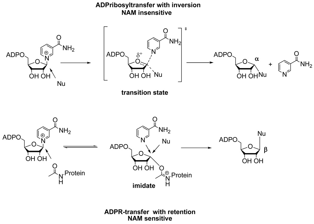 Scheme 5