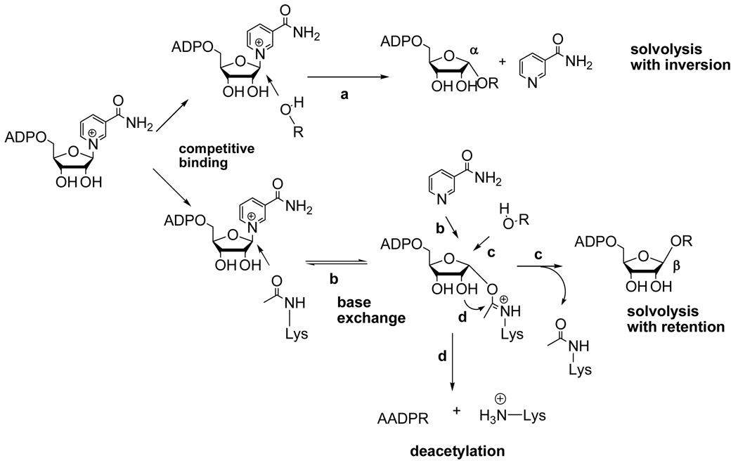 Scheme 4