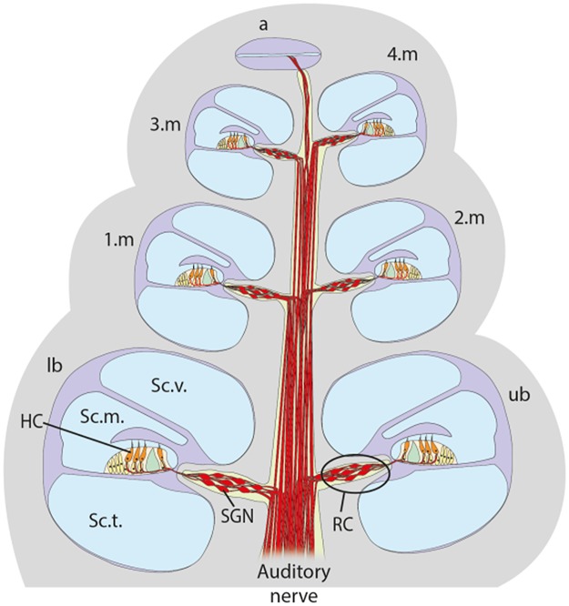 Fig 2