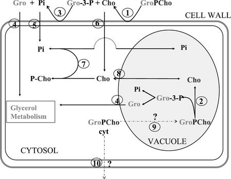 Figure 8