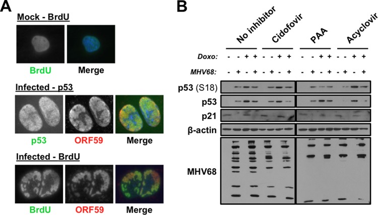 FIG 8