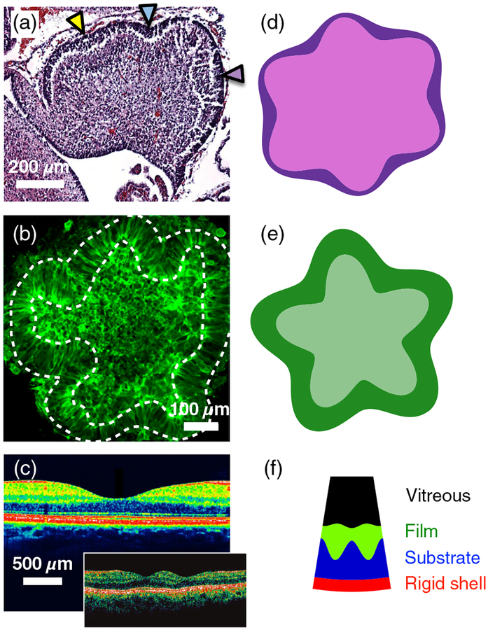 FIG. 2.