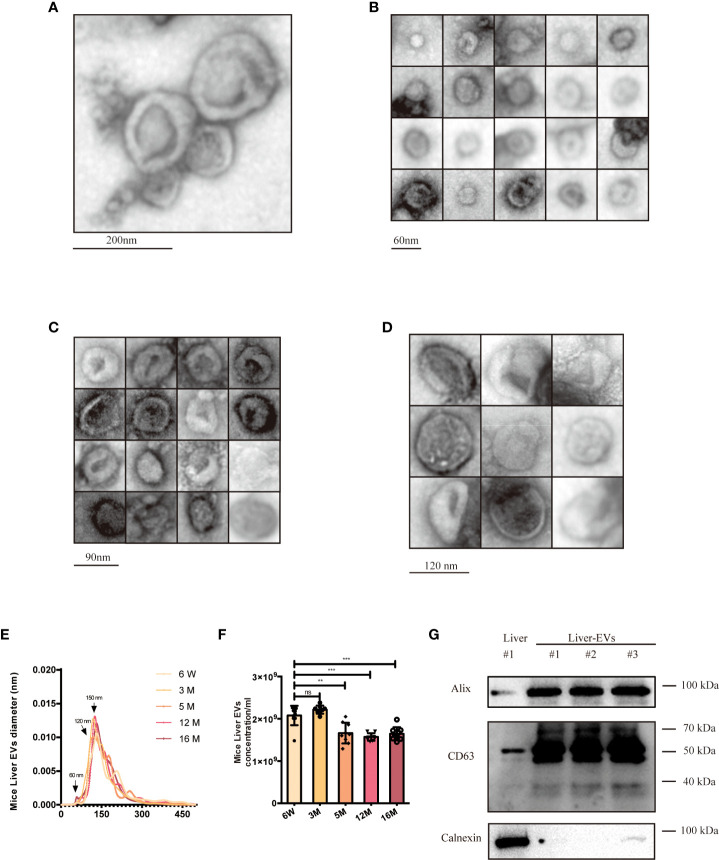 Figure 5