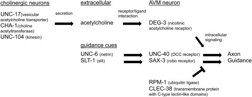 Figure 3—