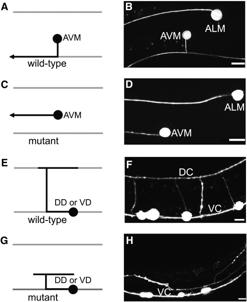 Figure 1—