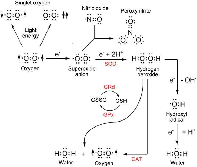 Fig. 1