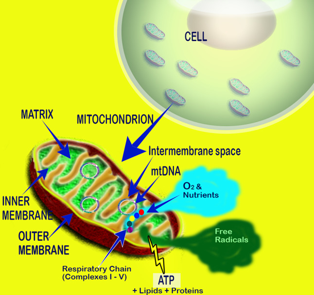 Fig. 2