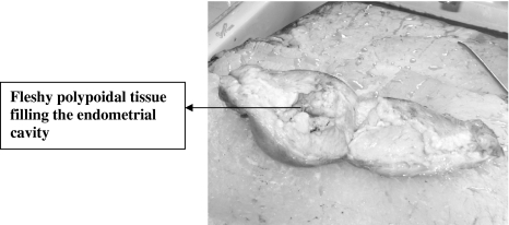 Fig. 5