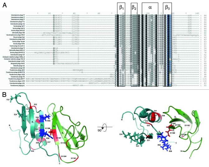 graphic file with name rna-10-495-g3.jpg