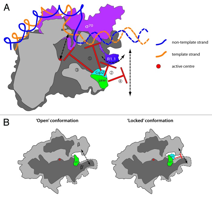 graphic file with name rna-10-495-g4.jpg