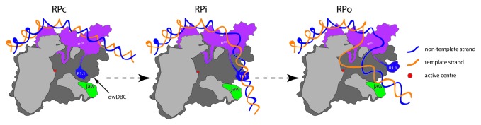 graphic file with name rna-10-495-g1.jpg