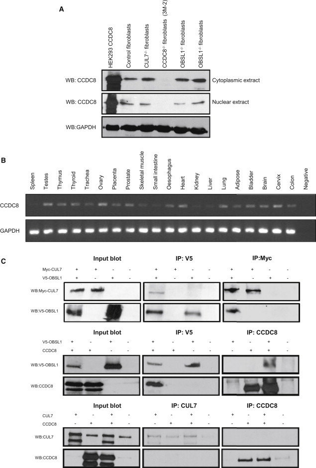 Figure 2