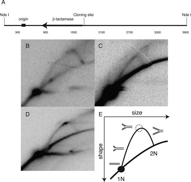 FIGURE 2.