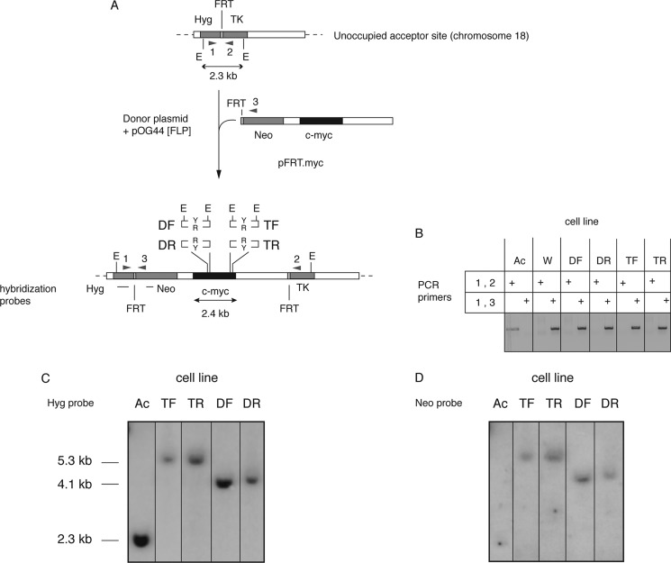 FIGURE 3.