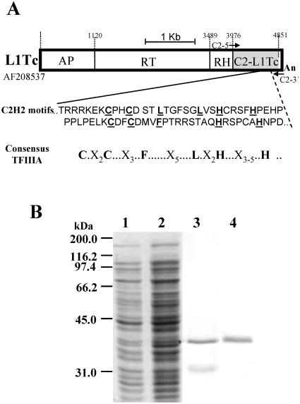 FIG. 1.