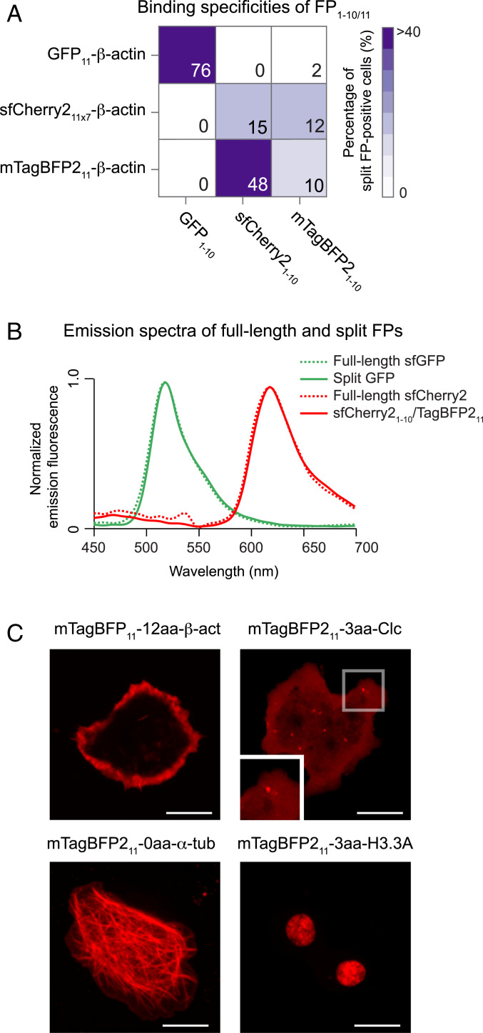 Fig. 3.