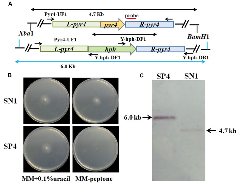 FIGURE 4