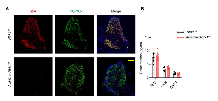 Figure 1—figure supplement 1.