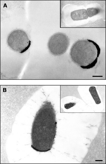 FIG. 5.