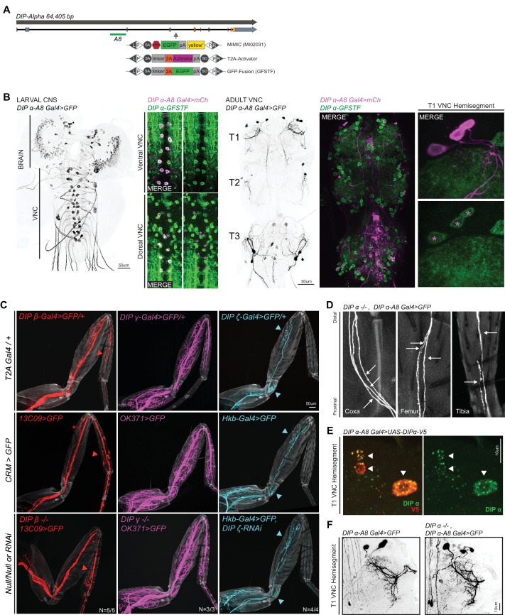 Figure 3—figure supplement 1.