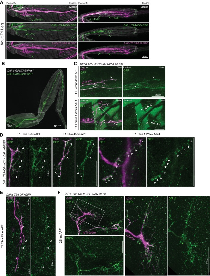 Figure 4—figure supplement 1.