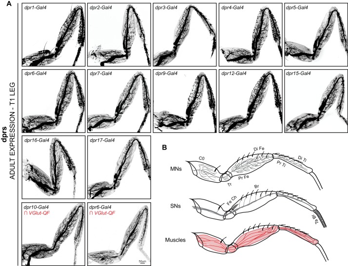 Figure 2—figure supplement 1.