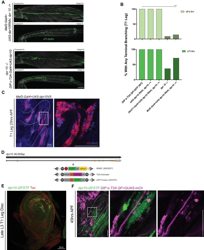 Figure 5—figure supplement 1.