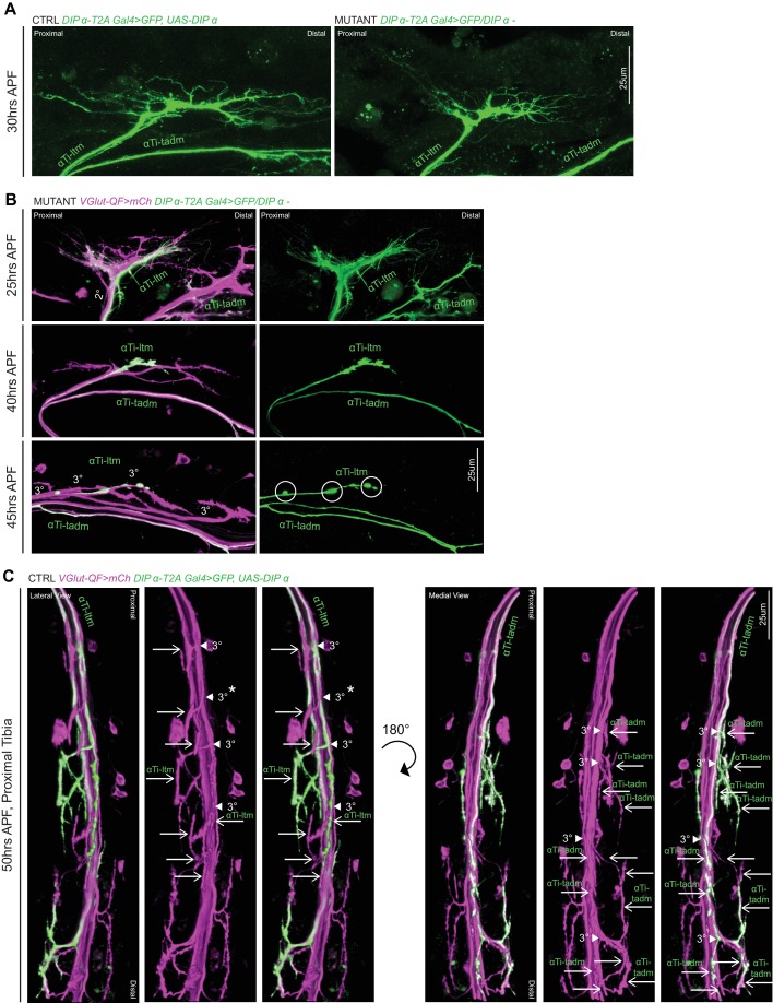 Figure 6—figure supplement 1.