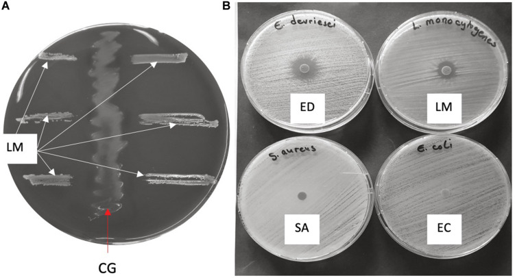 FIGURE 3