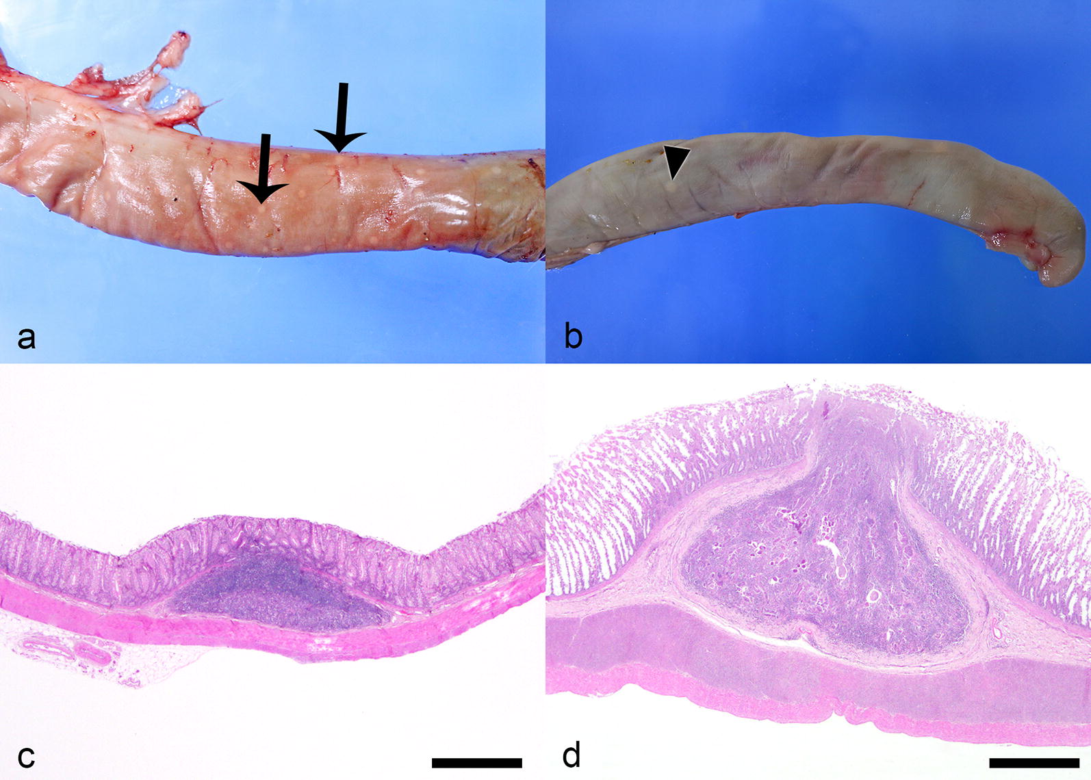 Fig. 5