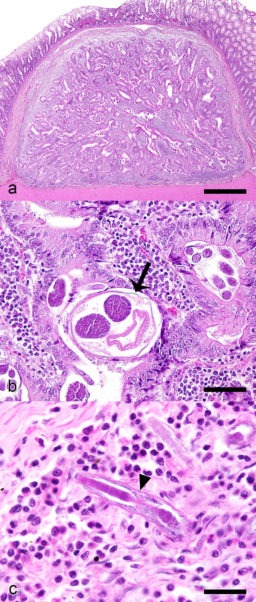 Fig. 3